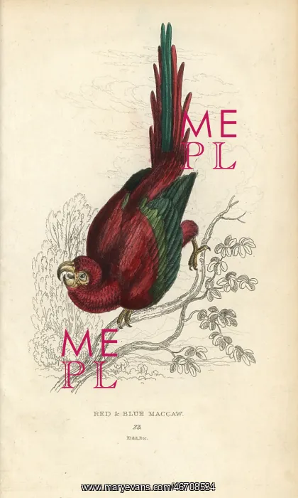 : Scarlet macaw, Ara macao : Scarlet macaw, Ara macao