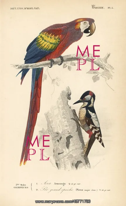 : Scarlet macaw, Ara macao, and great spotted : Scarlet macaw, Ara macao, and great spotted