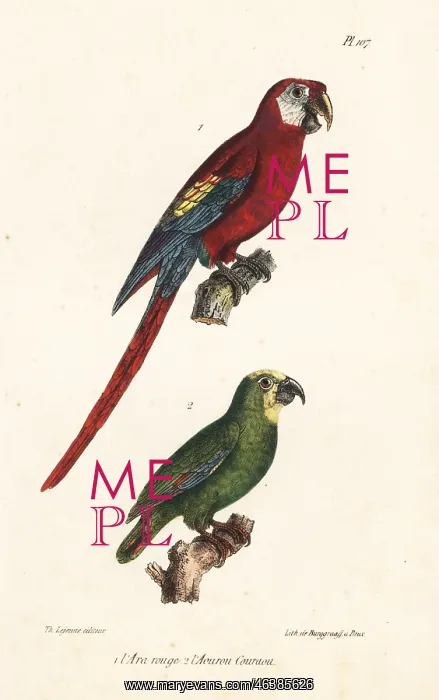 : Scarlet macaw and orange-winged amazon : Scarlet macaw and orange-winged amazon