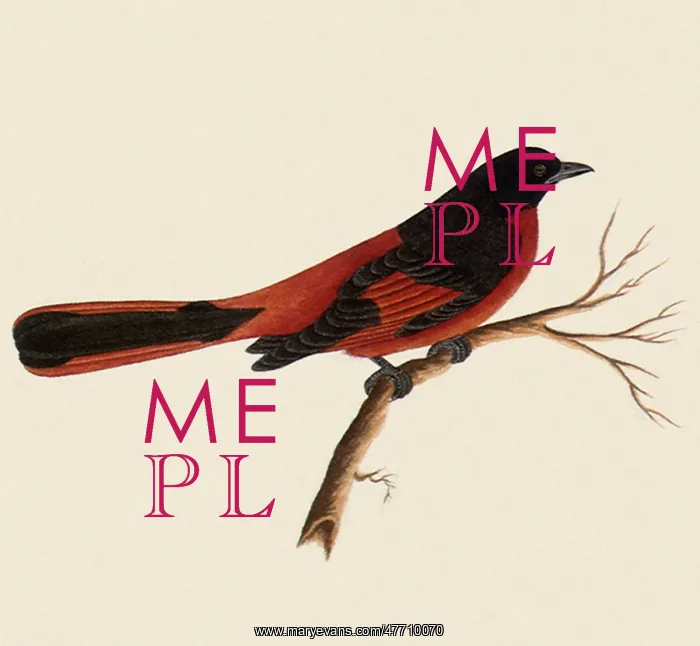  : Scarlet Minivet
