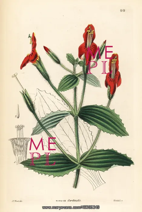 : Scarlet monkey flower, Mimulus cardinalis : Scarlet monkey flower, Mimulus cardinalis