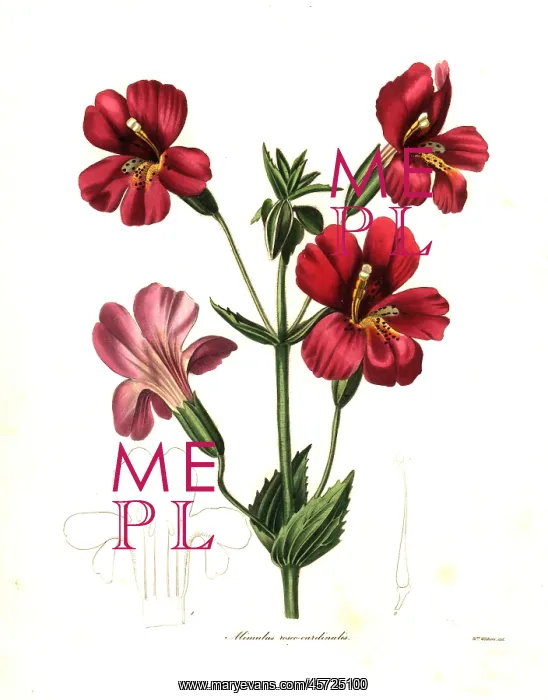: Scarlet monkeyflower or cardinal monkey flower : Scarlet monkeyflower or cardinal monkey flower