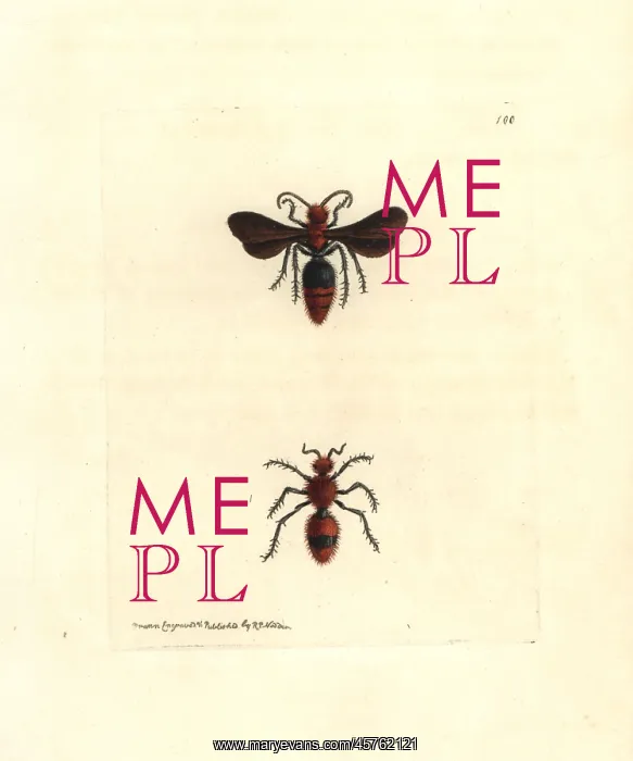 : Scarlet mutilla wasp, Mutilla coccinea : Scarlet mutilla wasp, Mutilla coccinea