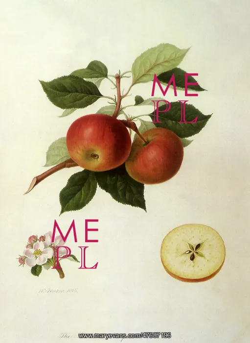  : Scarlet Nonpareil Apples