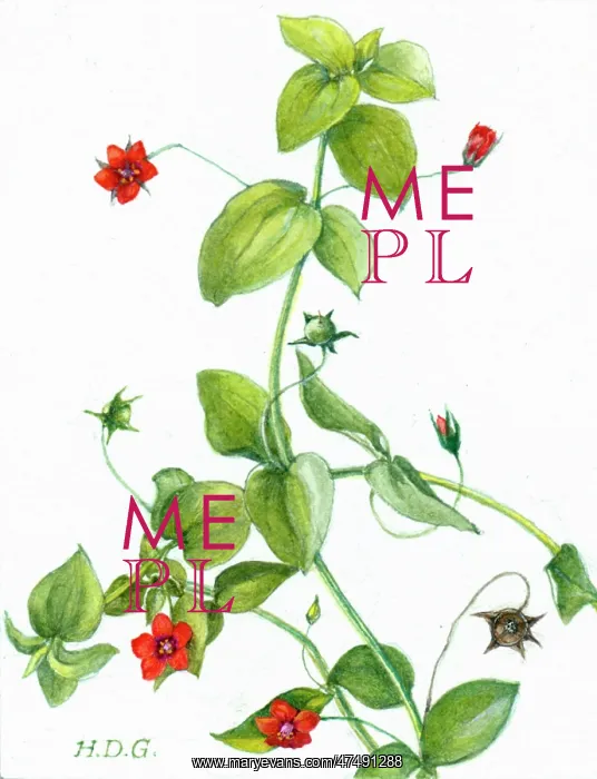  : Scarlet Pimpernel