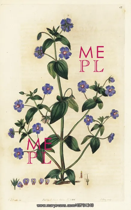 : Scarlet pimpernel, Anagallis arvensis : Scarlet pimpernel, Anagallis arvensis