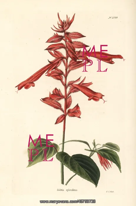 : Scarlet sage, Salvia splendens : Scarlet sage, Salvia splendens