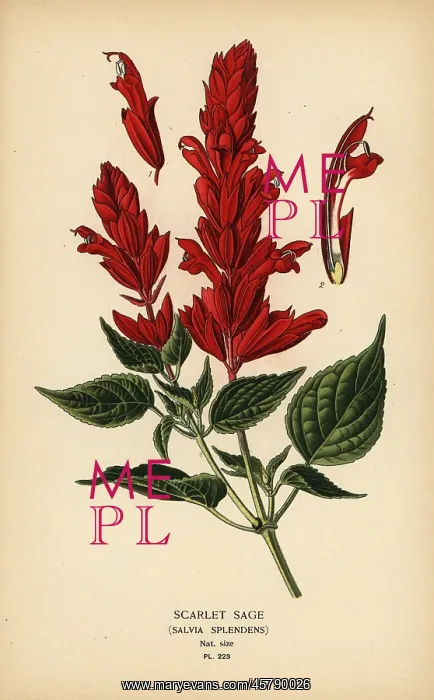 : Scarlet sage, Salvia splendens : Scarlet sage, Salvia splendens