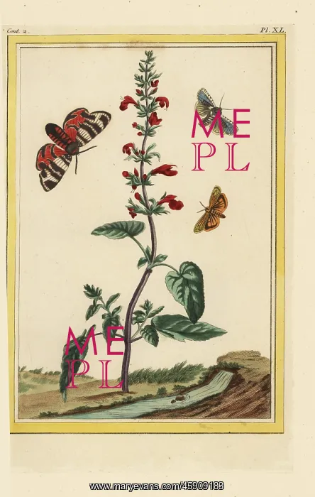 : Scarlet sage, Salvia splendens : Scarlet sage, Salvia splendens