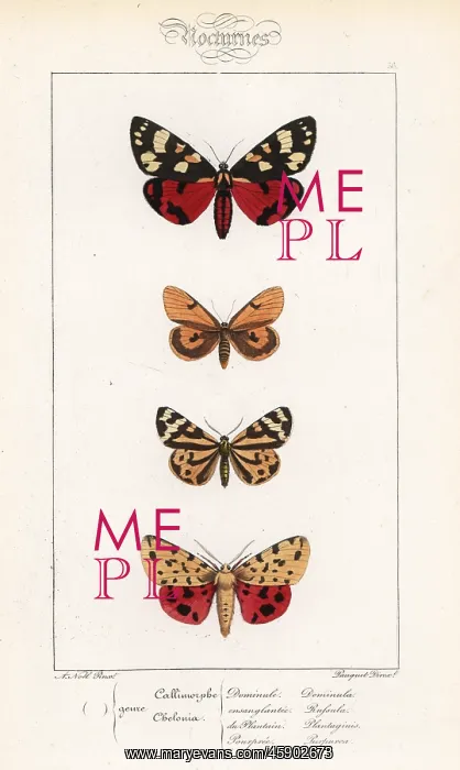 : Scarlet tiger, clouded buff, wood tiger and : Scarlet tiger, clouded buff, wood tiger and