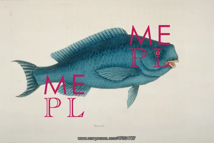 : Scarus coeruleus, blue parrotfish : Scarus coeruleus, blue parrotfish