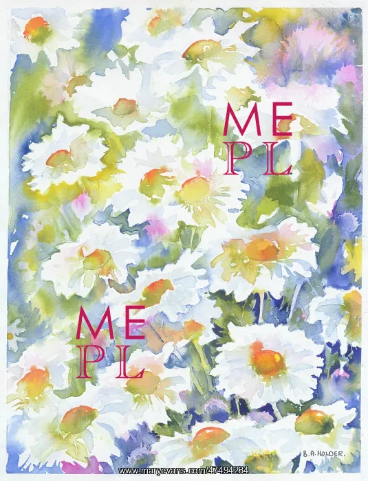 : Scattered daisies : Scattered daisies