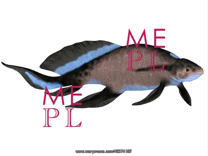 : Scaumenacia is an extinct genus of lobe-finned fish : Scaumenacia is an extinct genus of lobe-finned fish