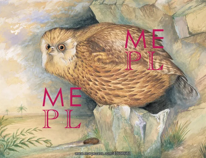 : Sceloglaux albifacies, laughing owl : Sceloglaux albifacies, laughing owl