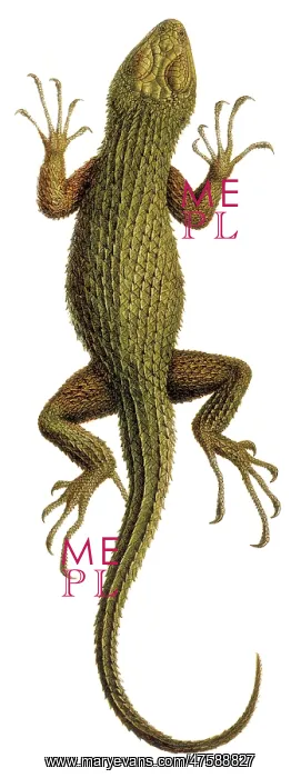 : Sceloporus asper, spiny lizard : Sceloporus asper, spiny lizard
