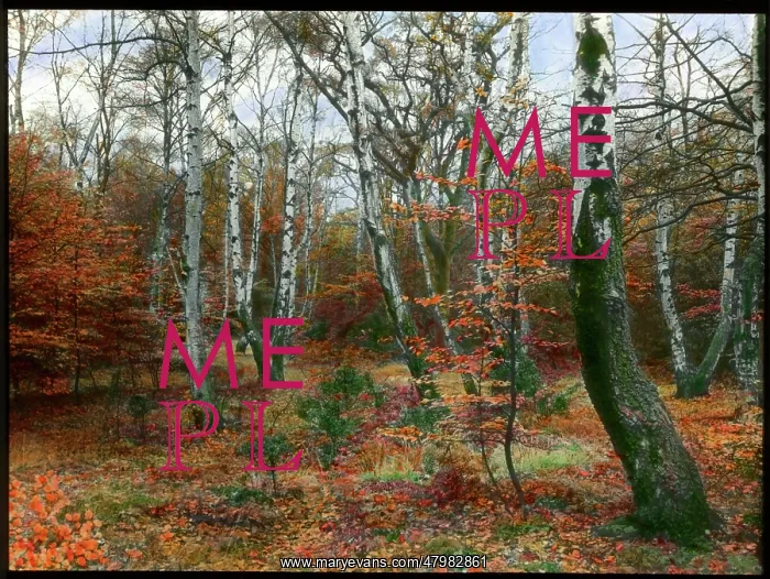 : Scene in an autumn forest : Scene in an autumn forest