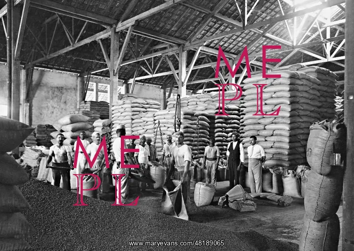 : Scene from a coffee warehouse in Santos, 1929 : Scene from a coffee warehouse in Santos, 1929