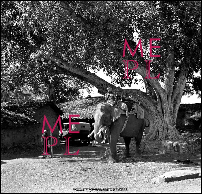  : Scene with an elephant, Madhya Pradesh, India