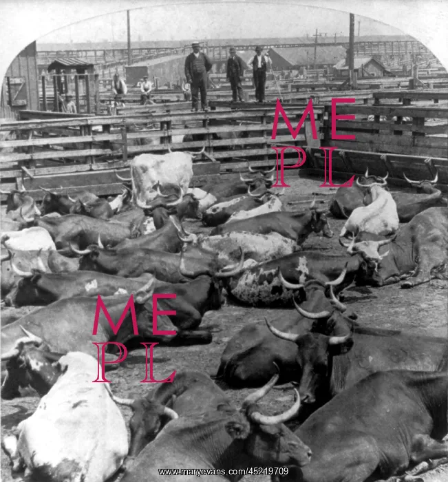 : Scene in the Great Union Stockyards, Chicago, ? : Scene in the Great Union Stockyards, Chicago, ?