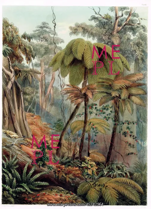 : Scene in a New Zealand Forest : Scene in a New Zealand Forest
