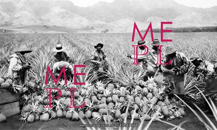 : Scene on a pineapple plantation, with harvested ? : Scene on a pineapple plantation, with harvested ?