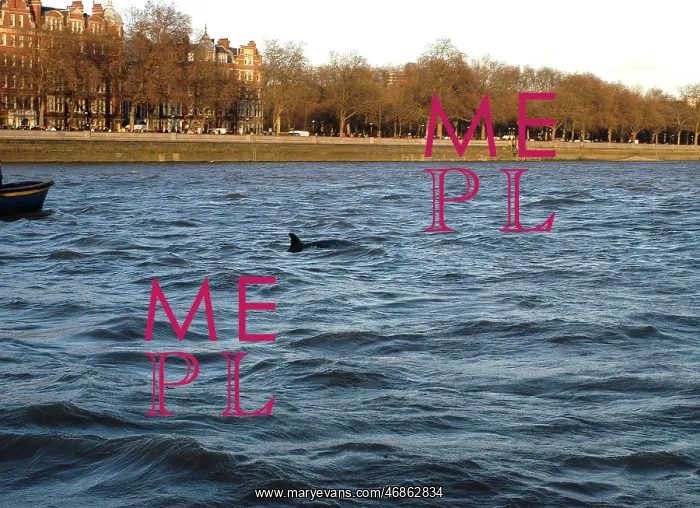 : Scene of whale rescue attempt, River Thames : Scene of whale rescue attempt, River Thames