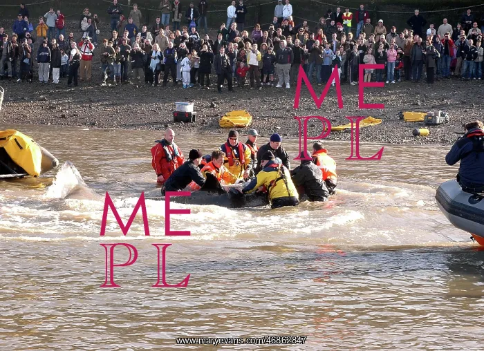 : Scene of whale rescue attempt, River Thames : Scene of whale rescue attempt, River Thames