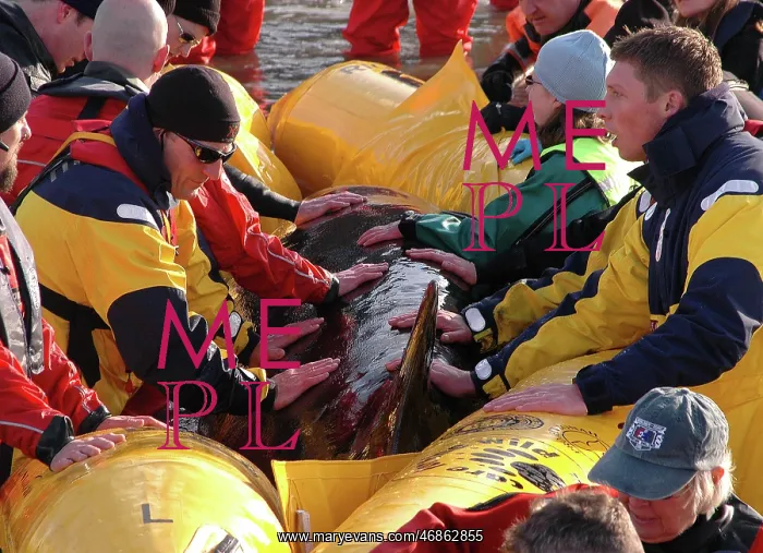 : Scene of whale rescue attempt, River Thames : Scene of whale rescue attempt, River Thames