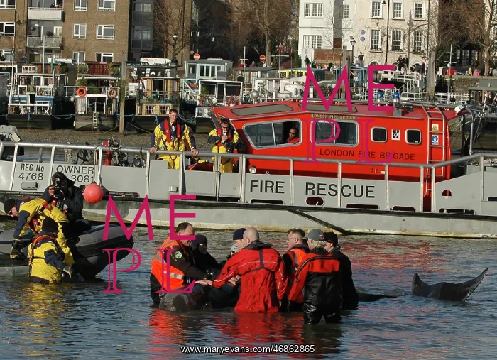 : Scene of whale rescue attempt, River Thames : Scene of whale rescue attempt, River Thames
