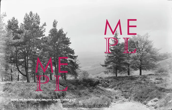 : Scenic View of Haldon Moor : Scenic View of Haldon Moor