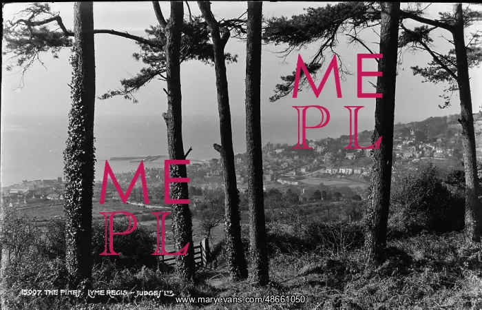 : Scenic View from The Pines : Scenic View from The Pines