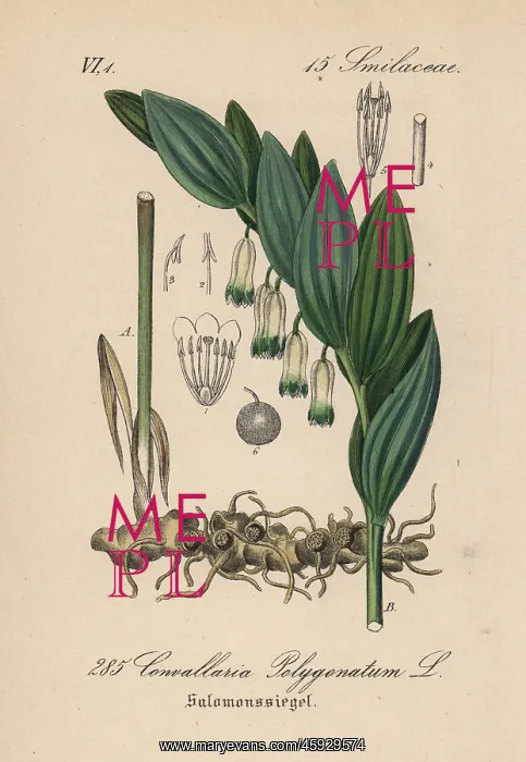 : Scented Solomon's seal, Polygonatum odoratum : Scented Solomon's seal, Polygonatum odoratum