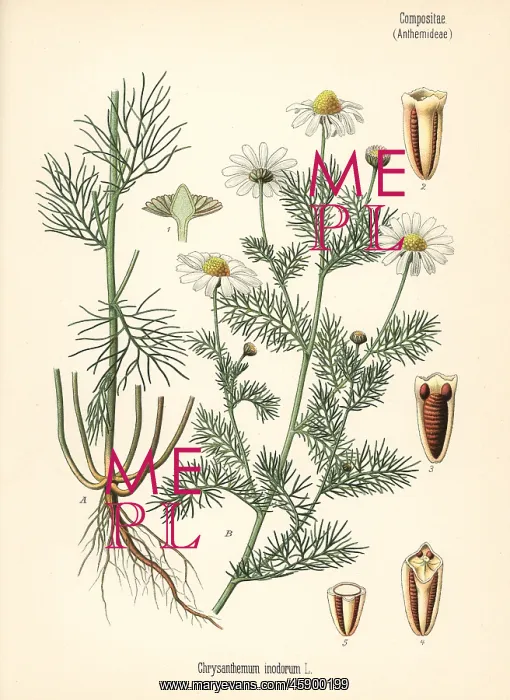 : Scentless chamomile, Tripleurospermum inodorum : Scentless chamomile, Tripleurospermum inodorum