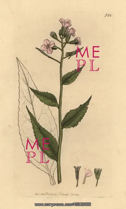 : Scentless dame's violet, Hesperis inodora : Scentless dame's violet, Hesperis inodora