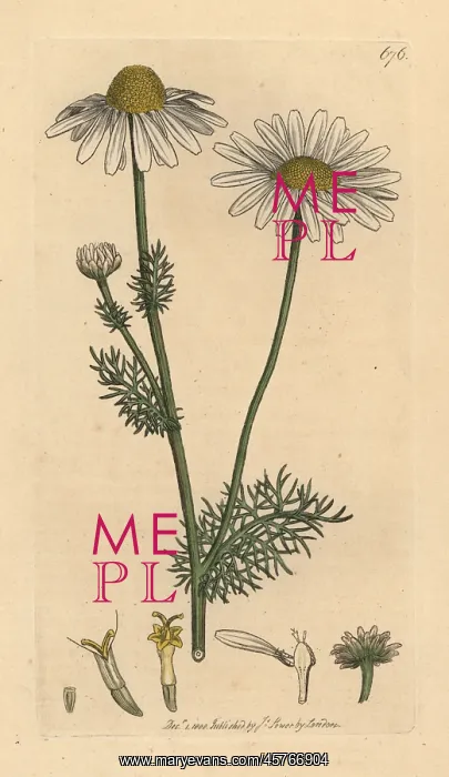 : Scentless mayweed, Tripleurospermum inodorum : Scentless mayweed, Tripleurospermum inodorum