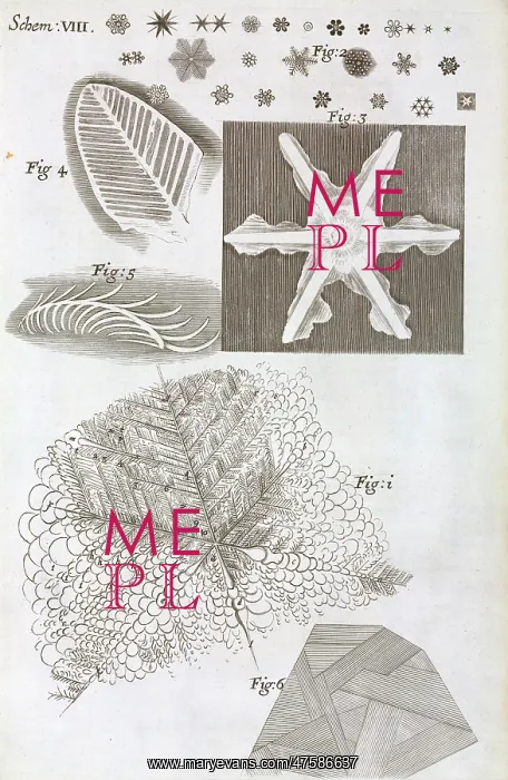 : Schem VIII from Robert Hooke's Micrographia : Schem VIII from Robert Hooke's Micrographia