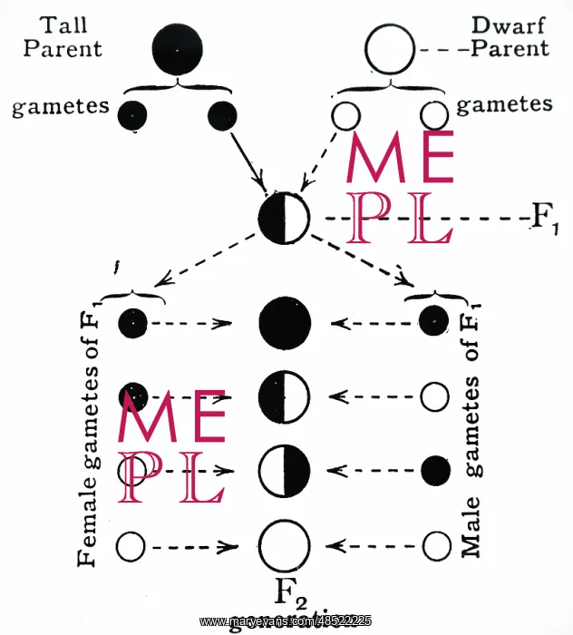 : Scheme of inheritance for cross of tall and dwarf : Scheme of inheritance for cross of tall and dwarf