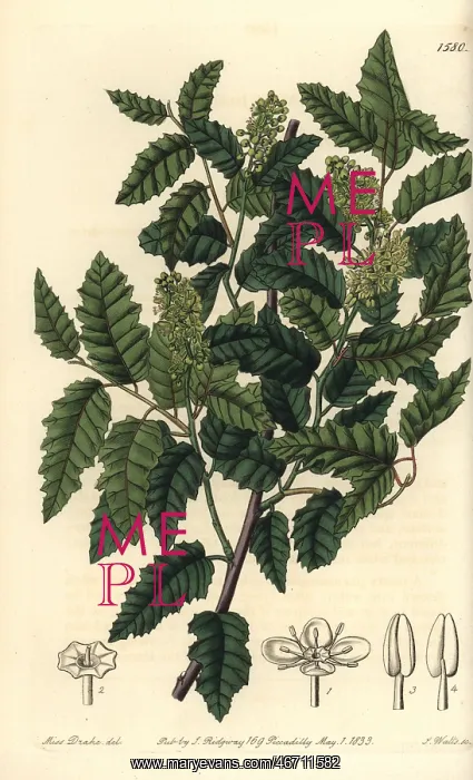 : Schinus latifolia tree : Schinus latifolia tree