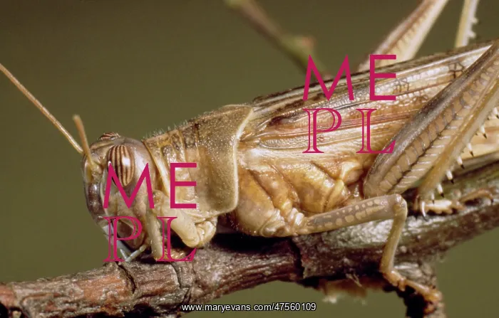 : Schistocerca gregaria, desert locust : Schistocerca gregaria, desert locust