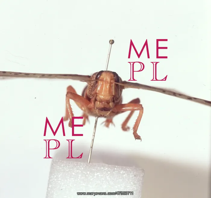 : Schistocerca gregaria, desert locust : Schistocerca gregaria, desert locust