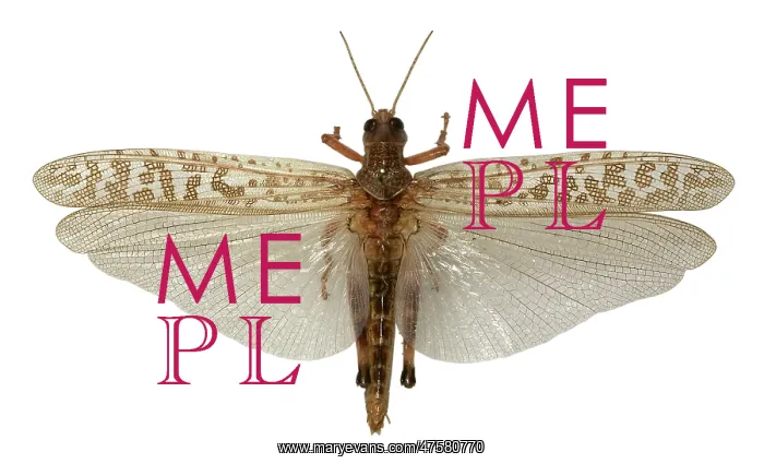 : Schistocerca gregaria, desert locust : Schistocerca gregaria, desert locust