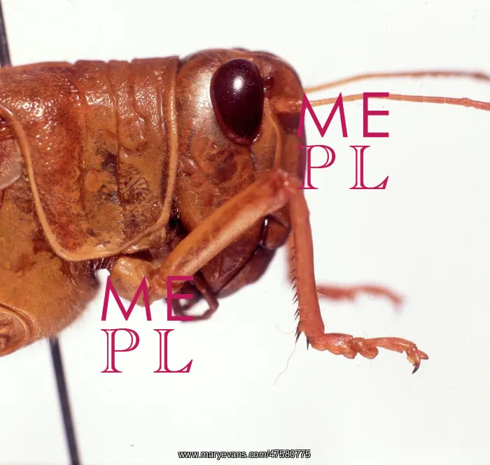 : Schistocerca gregaria, desert locust : Schistocerca gregaria, desert locust