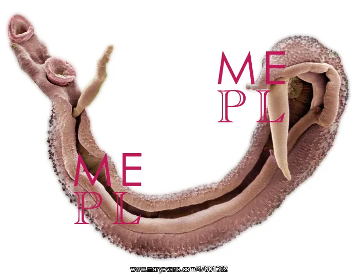 : Schistosoma nasale, bloodfluke : Schistosoma nasale, bloodfluke