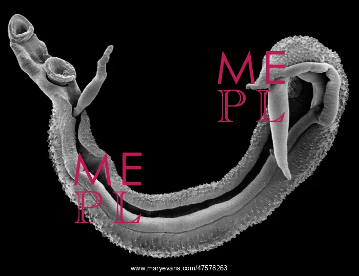 : Schistosoma spp. blood fluke : Schistosoma spp. blood fluke