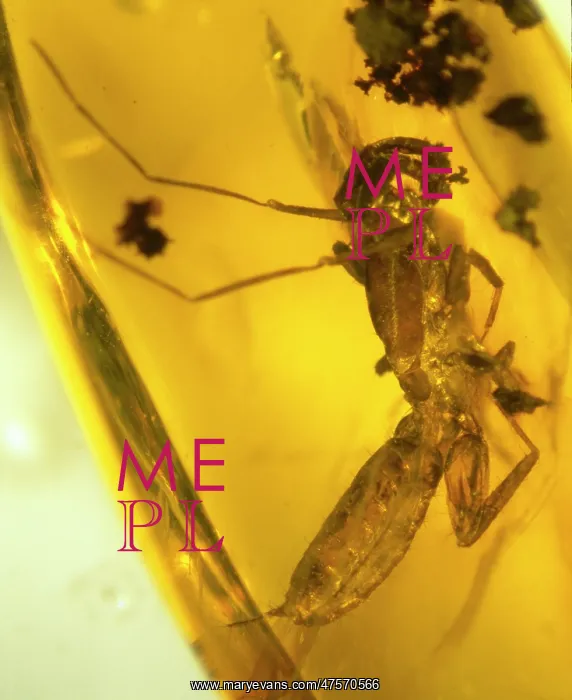 : Schizomid in amber : Schizomid in amber