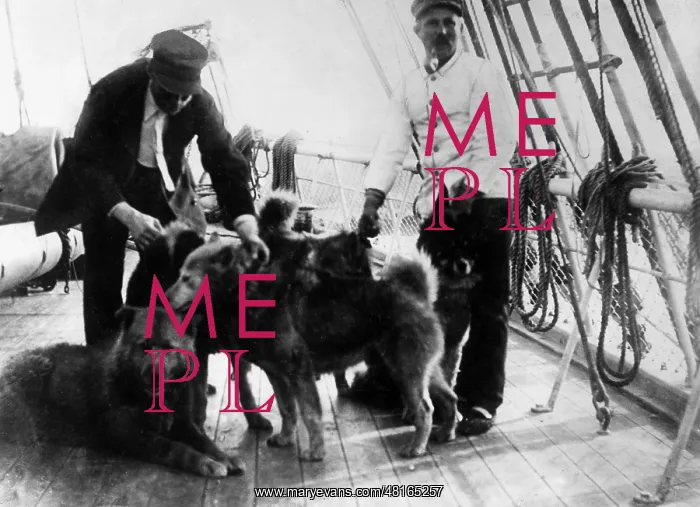 : Schlittenhunde, 1912 : Schlittenhunde, 1912