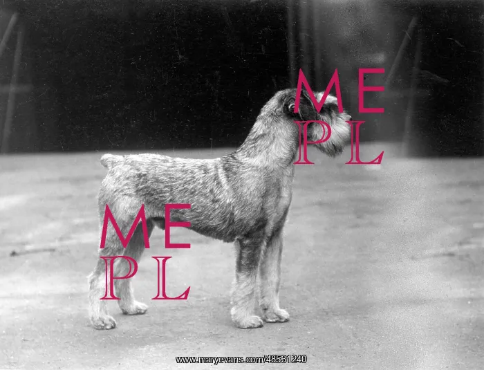 : SCHNAUZER STANDING 1937 : SCHNAUZER STANDING 1937