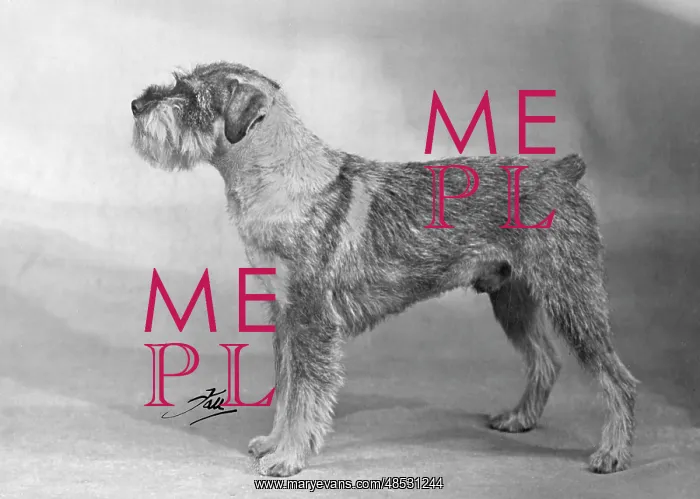  : SCHNAUZER STANDING 1949