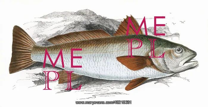 : Sciaena umbra, or Shade Fish : Sciaena umbra, or Shade Fish