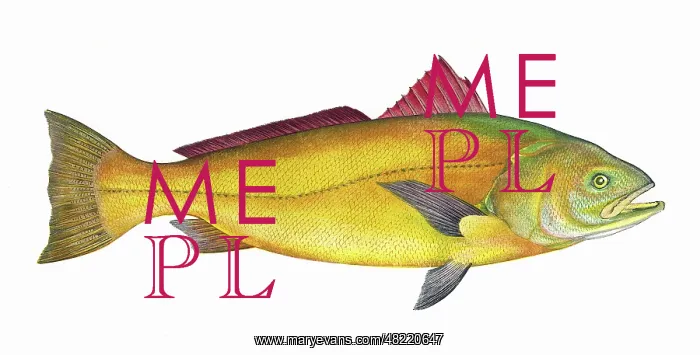 : Sciaena, a warm water marine fish : Sciaena, a warm water marine fish